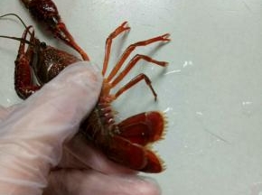 抓住龙虾的尾巴可以看到有三瓣