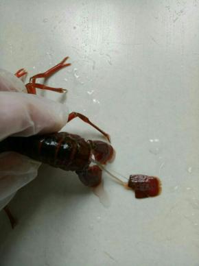 抓住最上面一瓣，慢慢往后拉，可以完整的拉出虾的肠