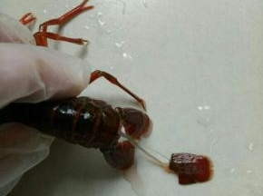 抓住最上面一瓣，慢慢往后拉，可以完整的拉出虾的肠