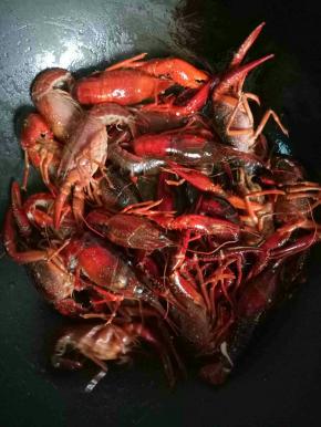 锅里倒油加热，（油要稍多一些）加入龙虾翻炒