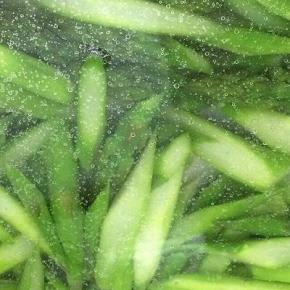 然后捞出用清水冲洗一下，捞出沥干水分