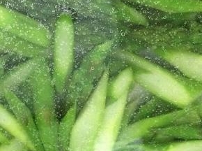 然后捞出用清水冲洗一下，捞出沥干水分