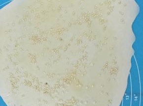 8. 码上芝麻