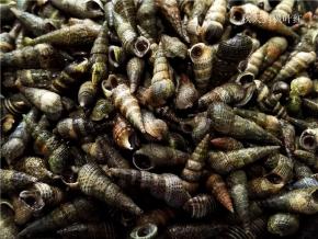 螺丝用盐水浸泡，让其吐尽泥沙。用清水冲洗干净。