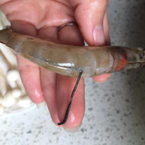 虾处理一下，用剪子在虾背上剪开，用牙签挑出虾线