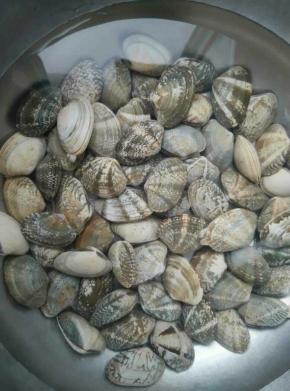 清洗吐沙完毕的蚬子