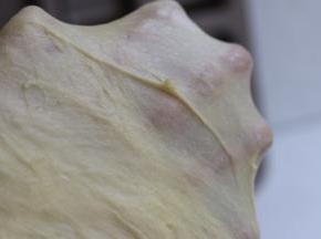 面团柔韧能撑开薄膜即可。