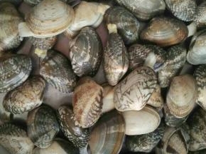 蚬子吐沙完毕后，洗净淋干水分