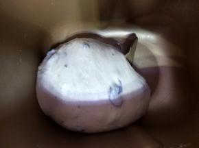 揉圆，进行一次发酵