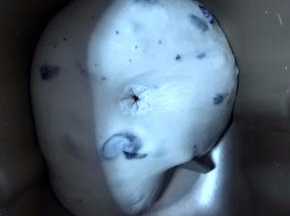 发酵至1.5-2倍大