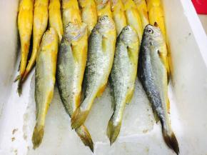 主要食材，黄花鱼