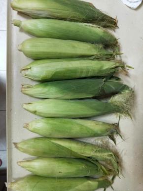 新鲜玉米取玉米须