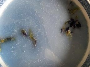 把泡好的糯米的水倒掉，加入100ml的椰浆和蝶豆花水，混合，挑出蝶豆花，煮饭键煮上