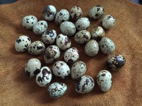 2. 把鹌鹑蛋洗干净用毛巾擦干备用