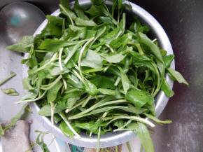 马兰花清洗干净