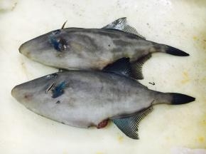 橡皮鱼