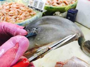 用剪刀从鱼的靠内脏一侧的腮部起抛开，剪去头部和内脏部分。