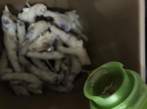 7. 倒入芝麻油