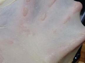 除黄油外的所有材料倒入厨师机，面团揉至光滑，能抻出半透明的薄膜，抻开的洞口呈锯齿状，加入软化的黄油。继续揉至能抻出透明结实的薄膜，也就是做吐司要求的完全阶段。