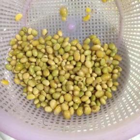 把提前泡好了黄豆捞出