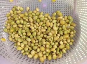 把提前泡好了黄豆捞出