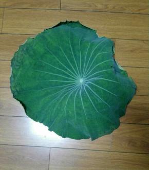 1、荷叶一片洗干净，热水烫下晾干备用。