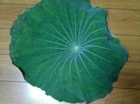 1、荷叶一片洗干净，热水烫下晾干备用。