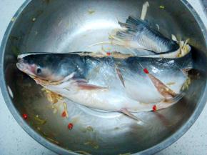 把鱼和起来，腌制一小时。（我是晚上腌的，盖上保鲜膜入冰箱冷藏，第二天上午开始烤，充分的入味了）