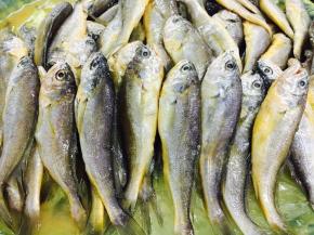 黄渤海的野生小黄花鱼