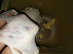 启动一个揉面程序，加入软化的黄油