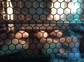 12. 送进烤箱进行发酵，在烤网上放一碗温水，保持湿度