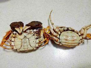 活蟹两只，蒸熟。
 
