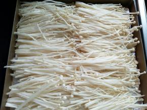 把金针菇摆放烤盘