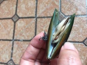 处理贝类的脏东西，捡去不开口的，但是我买的这些贝类都很新鲜，没有不开口和泥质