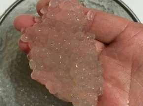 煮好的西米晶莹透亮！好有弹性哦！
