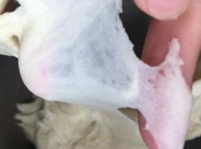 最后揉至可以轻轻拉出薄膜，即使会破边缘也是光滑的
