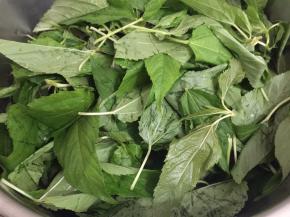 1. 麻叶把老的部分挑掉，洗干净备用