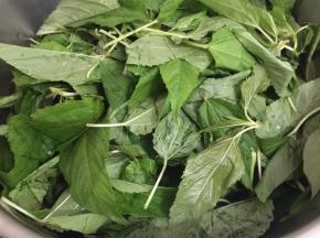 1. 麻叶把老的部分挑掉，洗干净备用