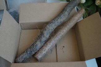 两根山药从外观上也易区分