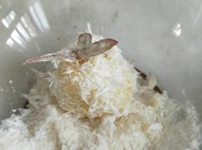 在面包糠里滚一圈。