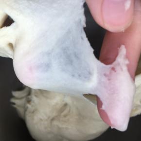 揉到做小窗测试时可以拉出很薄的膜，如果膜破边缘也是光滑的