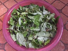 麻叶挑拣好后用清水洗净