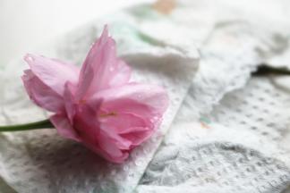 樱花洗净吸干水分，主要是用来装饰，最后并没有吃，其实是可以食用的。