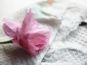 樱花洗净吸干水分，主要是用来装饰，最后并没有吃，其实是可以食用的。