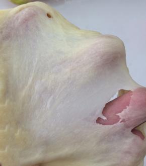 除黄油和盐外其他材料揉至出筯，放材料时注意盐不能与酵母直接接触