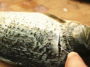 鲤鱼一条，买的时候让师傅收拾干净。鱼鳃处切一刀，找到白色的鱼线，一手拉着，另一只手用刀背轻拍鱼身，慢慢拉出来。这个比较腥，一定要去除，两边各有一条。