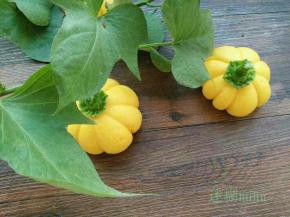 圆椒蒂，地瓜藤装饰