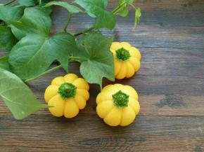 我家南瓜成熟了