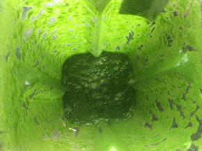 煮好的菠菜放入料理机中，加入30ml水搅打成菠菜泥。