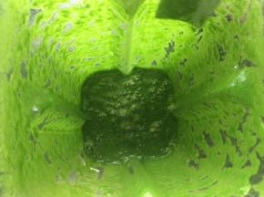煮好的菠菜放入料理机中，加入30ml水搅打成菠菜泥。